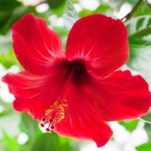 Pétale d'Hibiscus 2